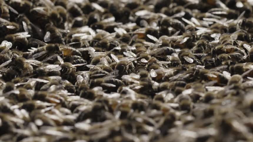Bees crawl and buzz on a honeycomb during the day