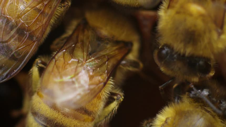 Bees in a hive