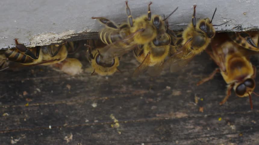 Bees crawl on a wood structure