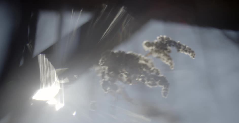 Close up of weeds blowing it the wind in the sun