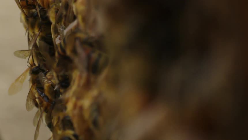 A swarm of bees working on their hive