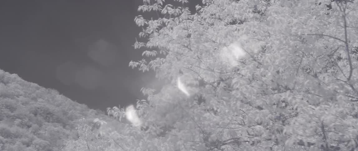 A tree covered in leaves near a hill