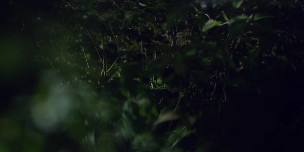 A close up view of bushes or plants