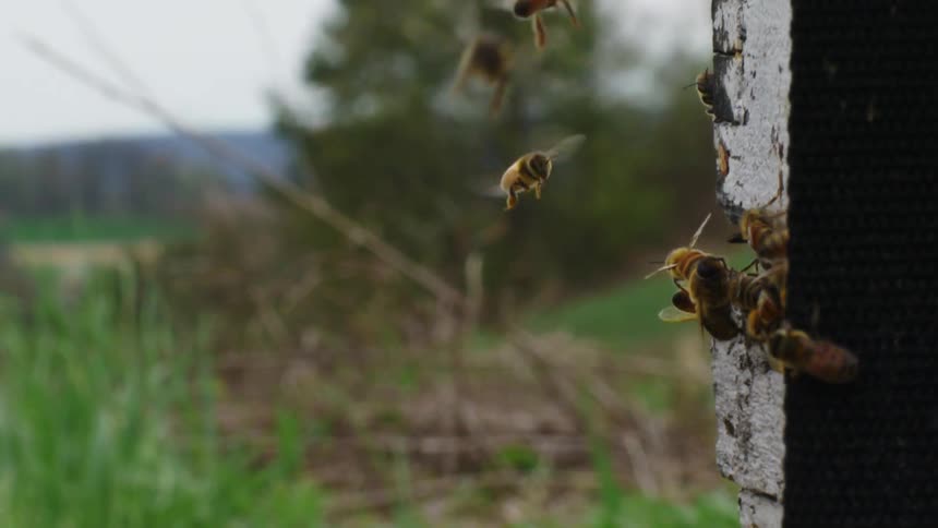 Honey bees fly and flutter around