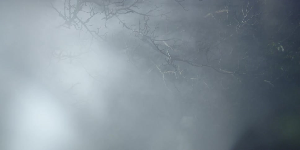 Light filters through smoke near trees at night