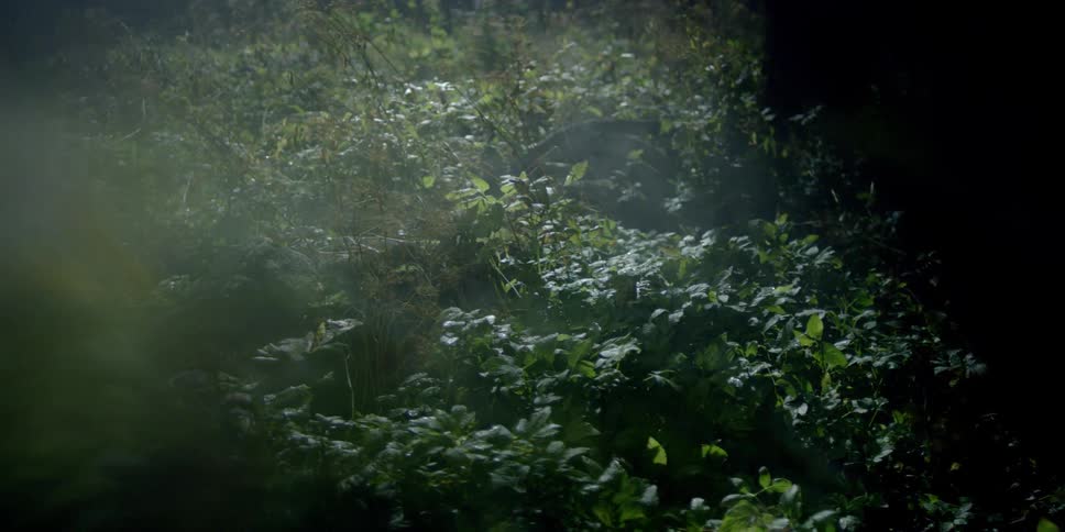 View of leafy bushes and ground at night with light shining through