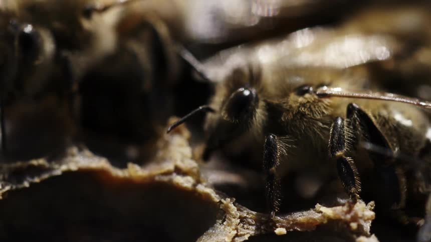 Bees working on their hive
