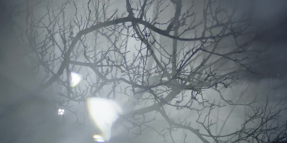 A flashlight shines through dead trees in a foggy forest
