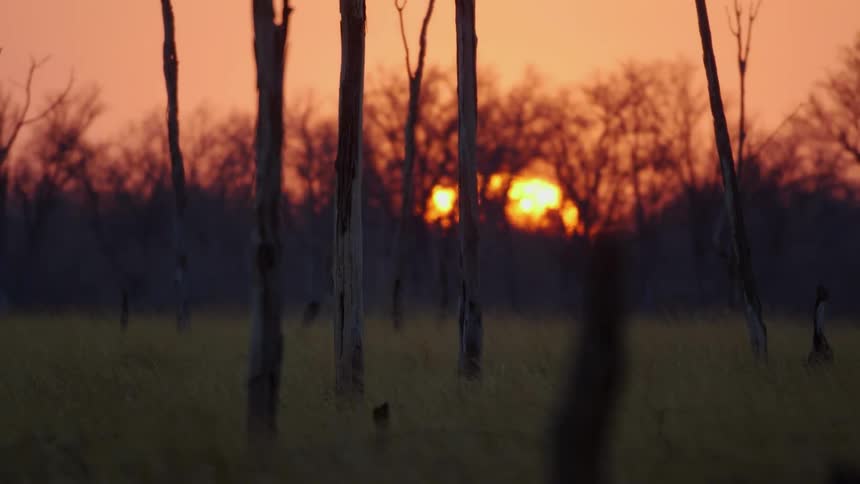 The sun rises on the horizon behind trees