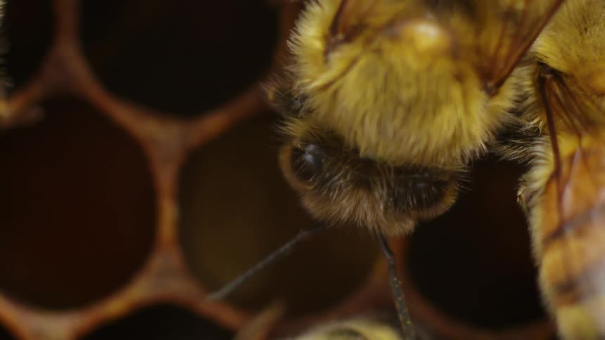 Bees are gathered on honeycomb
