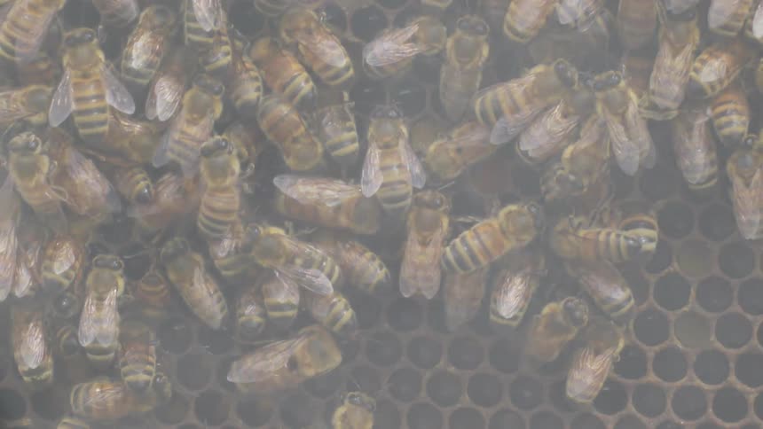 Bees crawl and buzz on a honeycomb as smoke drifts across them