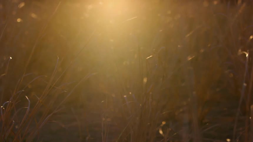 The sun shines on grasses on a windy morning