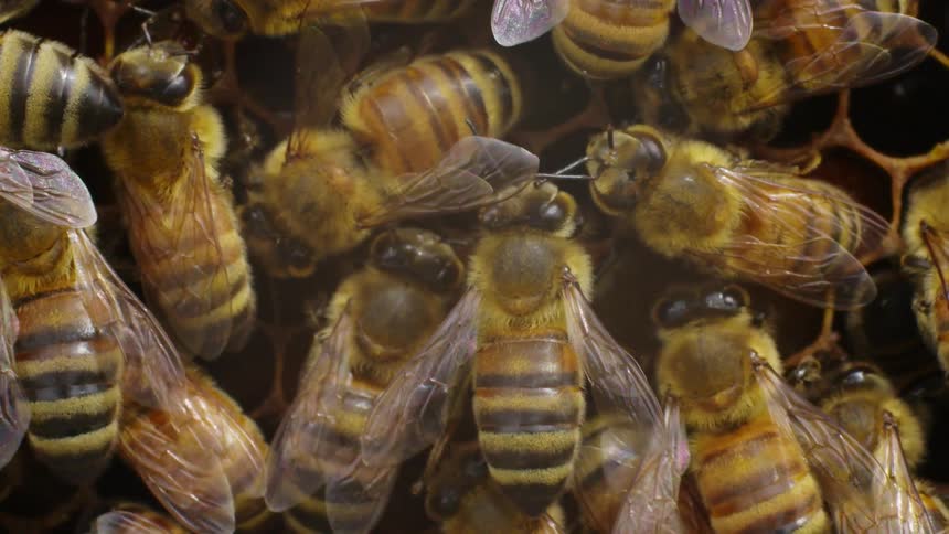 Close up of bees on honeycomb