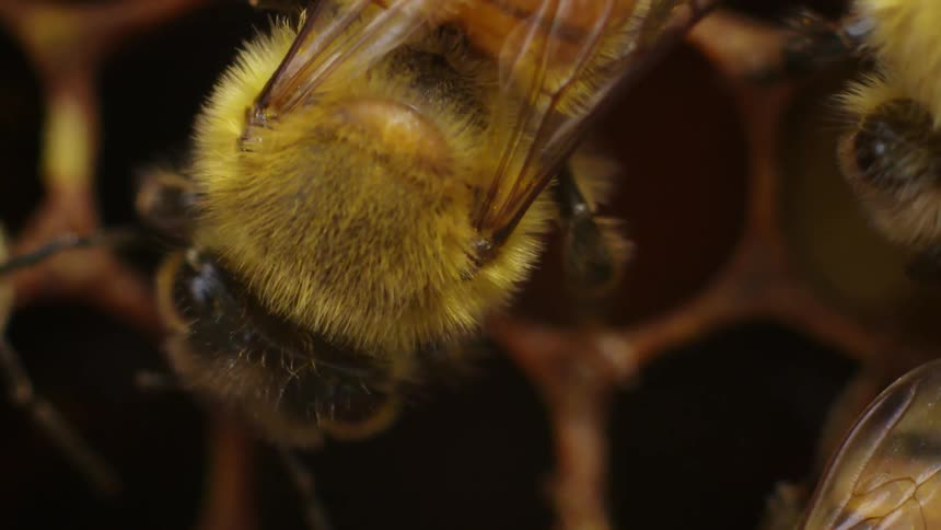 Close up of bees crawling on honeycomb
