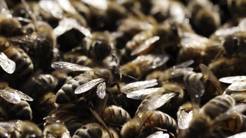 Swarm of bees crowded together
