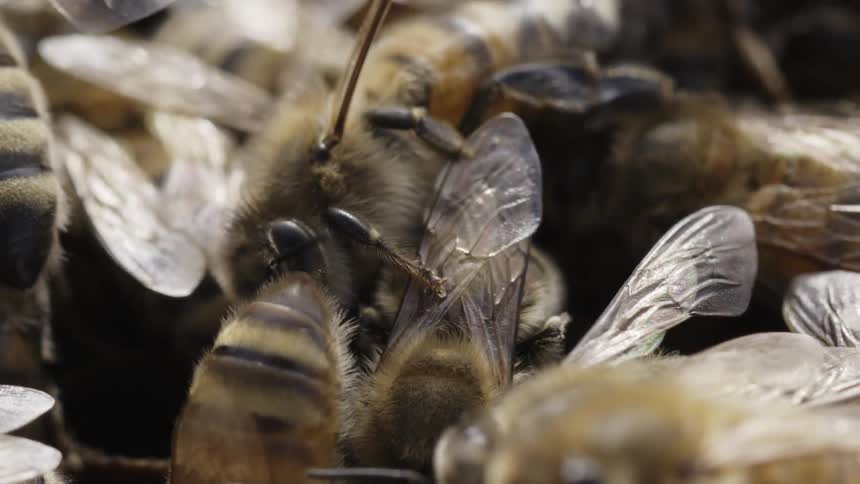 Close up of bees crawling on honeycomb