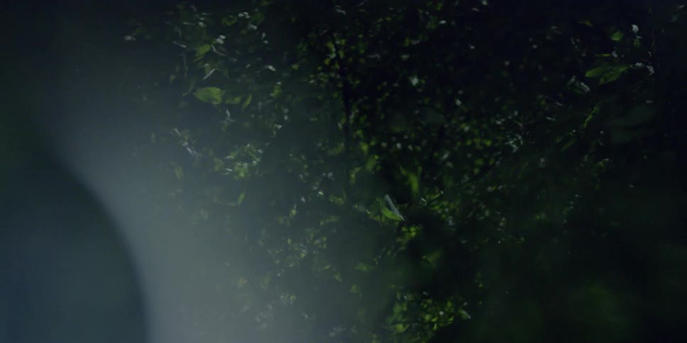 Light shines through leaves at night