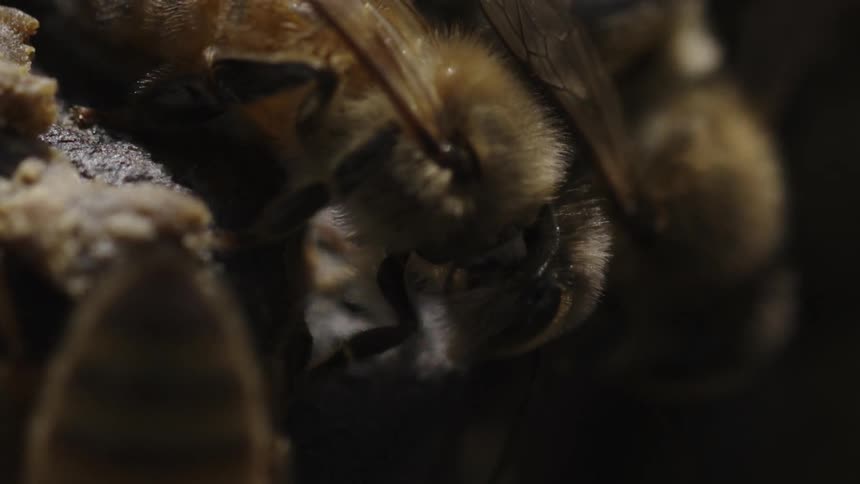 Bees crawl along a honeycomb