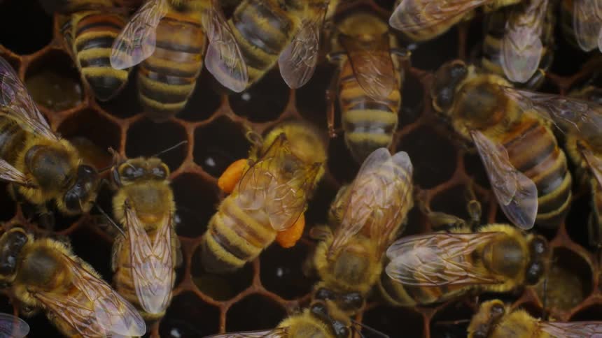 A group of bees working on their hive