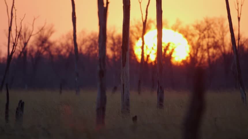 Sun rising in the woods
