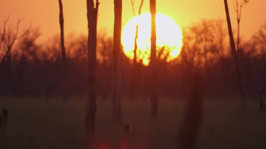 The sun is rising in an orange sky beyond some trees and bushes