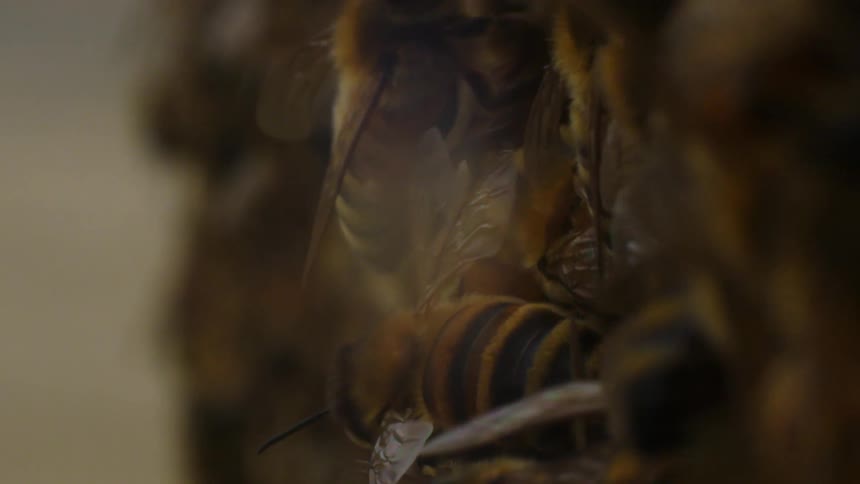 Close up of bees crawling in a pile