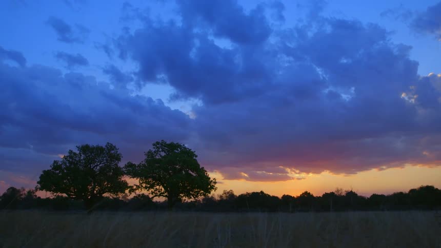 Grass sways in the wind at dawn in a savanna