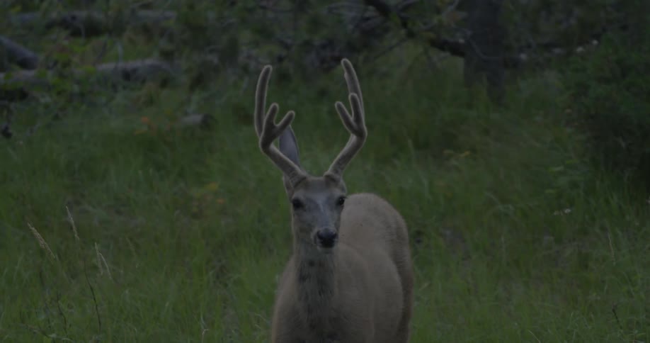 A deer with fuzzy antlers twitches its ears