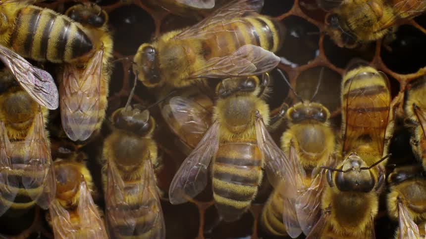 Close up of bees crawling on honeycomb