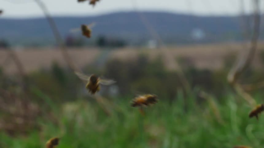Bees swarming over weeds