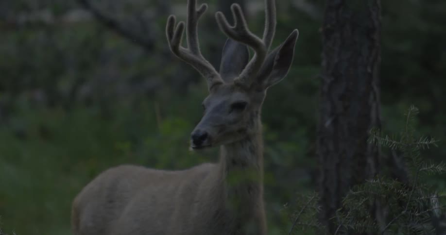 Deer standing in the woods looking out