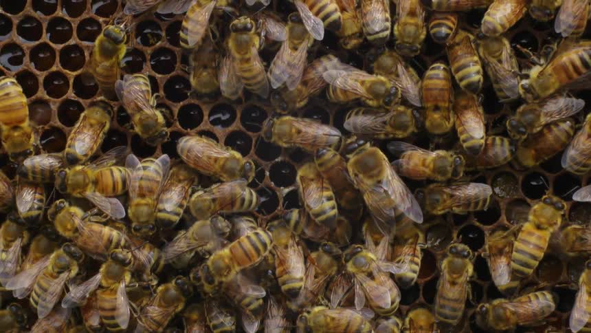 Close up of bees crawling on honeycomb