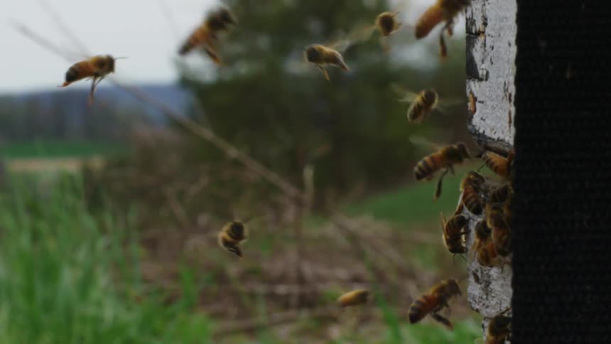 Bees swarming outside of a hive in a field
