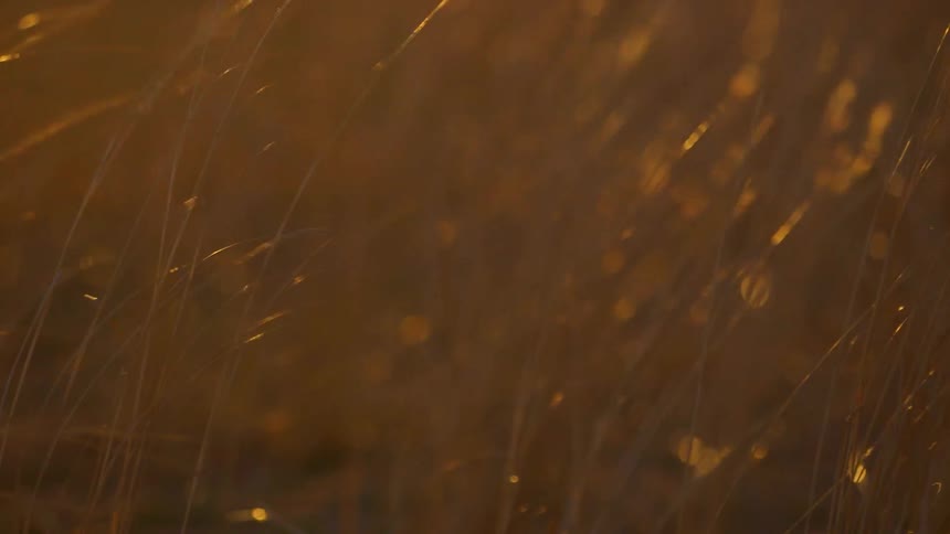 The sun shines on blades of grass blowing in the wind