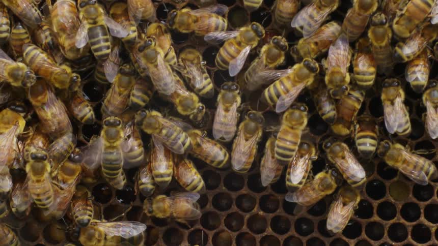 Close up of bees crawling on honeycomb