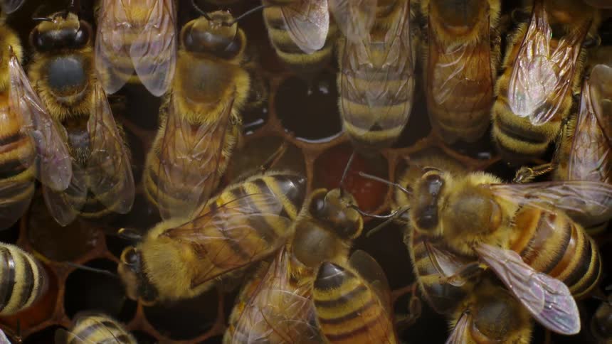 Close up of bees moving around