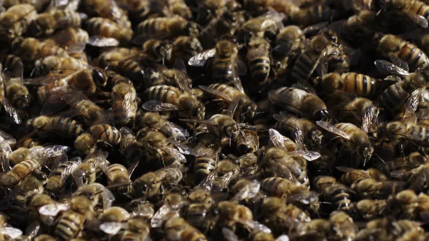 Bees swarming in a large group