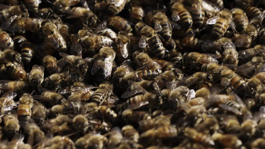 Swarm of bees clamoring together in a group