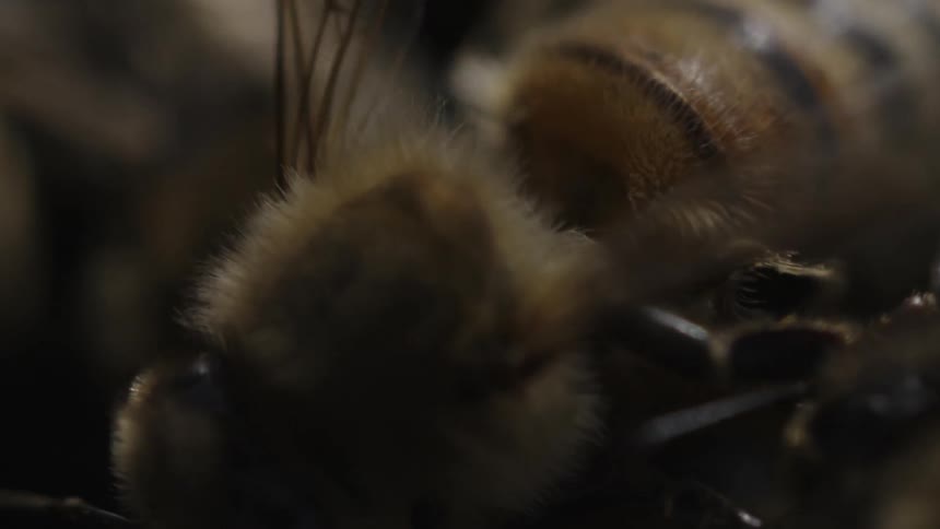A bee crawls over other bees in a hive
