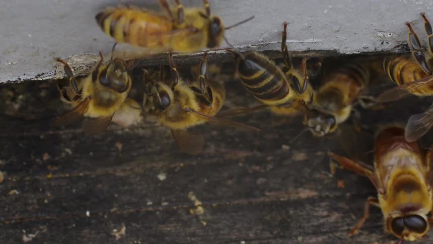 Bees fly and crawl on a wooden surface during the day