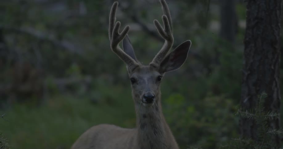A deer with fuzzy antlers looks around outside