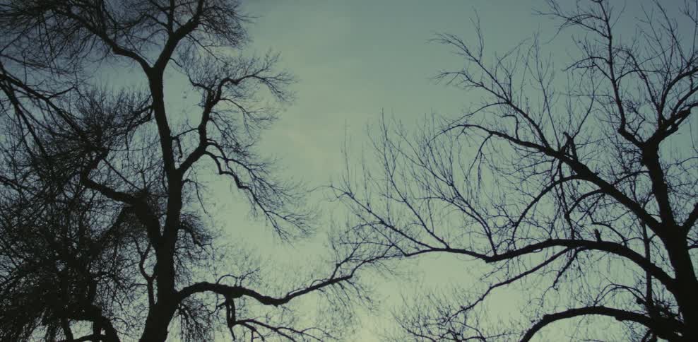 Tall trees and branches on a cloudy day