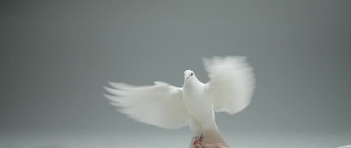 A white bird tries to fly away as it is being held