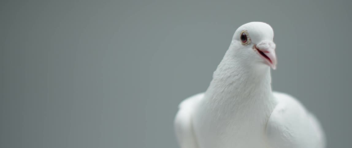 A white dove-like bird against a gray background