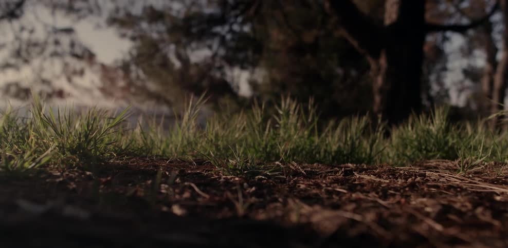 A person walks across grass