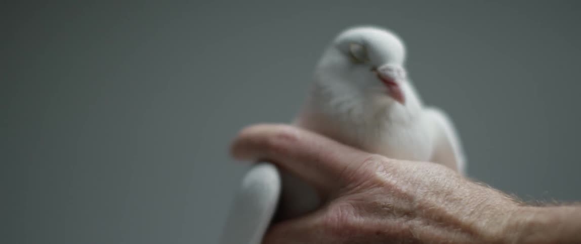 Close up of man holding a bird