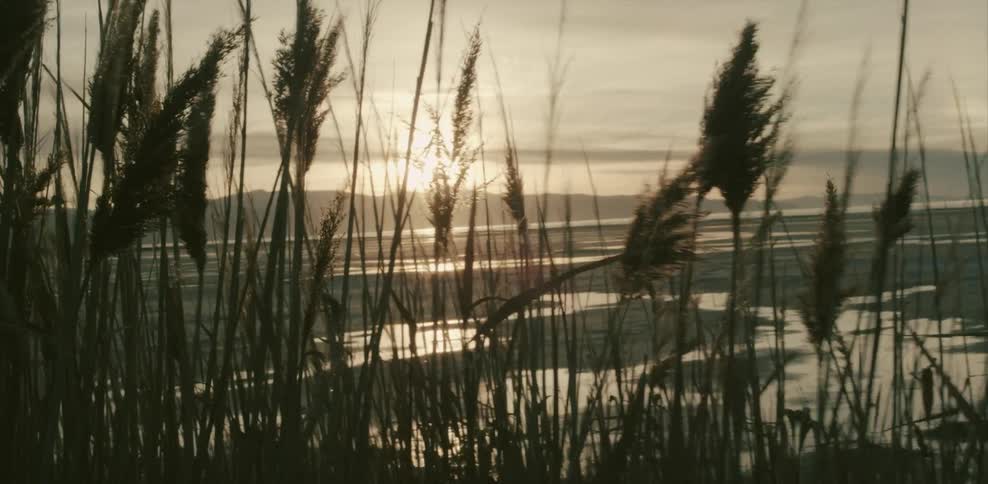 A view of weeds by the waterway and the sun setting