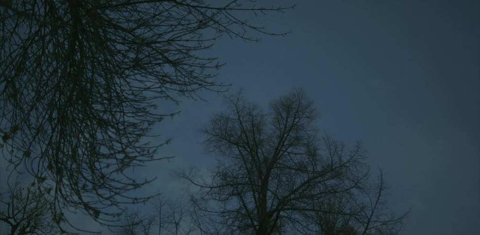 Barren tree branches are motionless against a dark sky