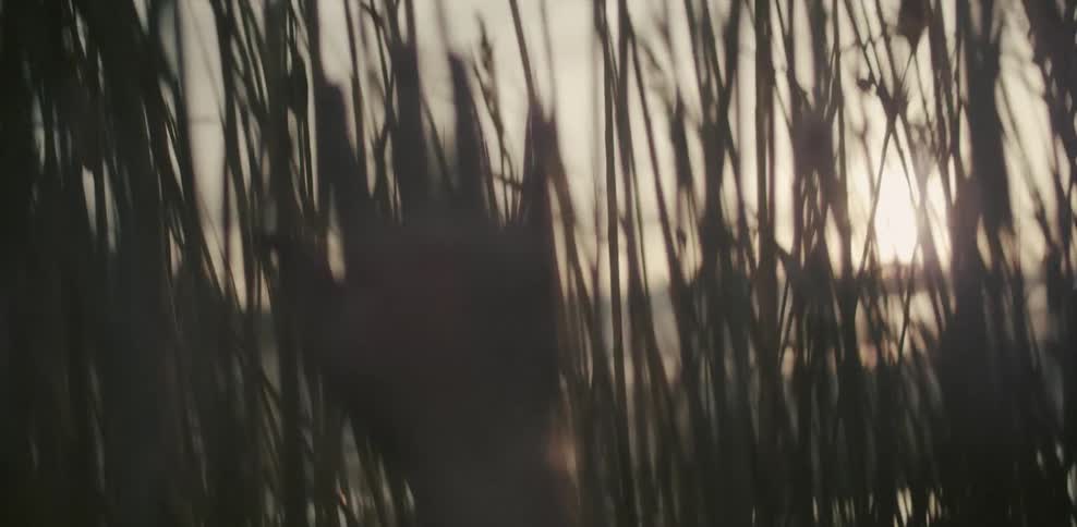 A person walks near water and moves tall sea grass out of their way