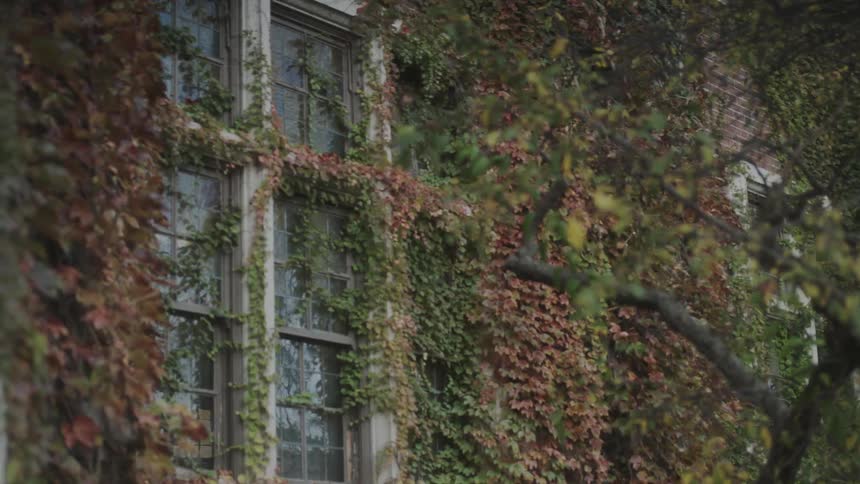 View of trees and an ivy covered building